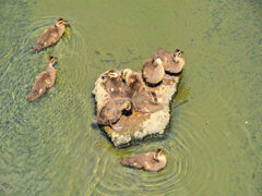 日テレの番組で紹介された昨日カルガモ親子の引っ越し・その後1