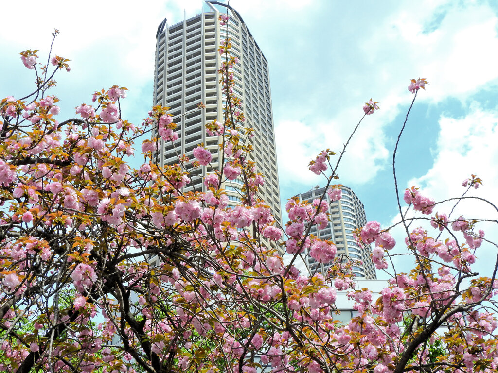 八重桜から背景に武蔵小杉タワーマンション