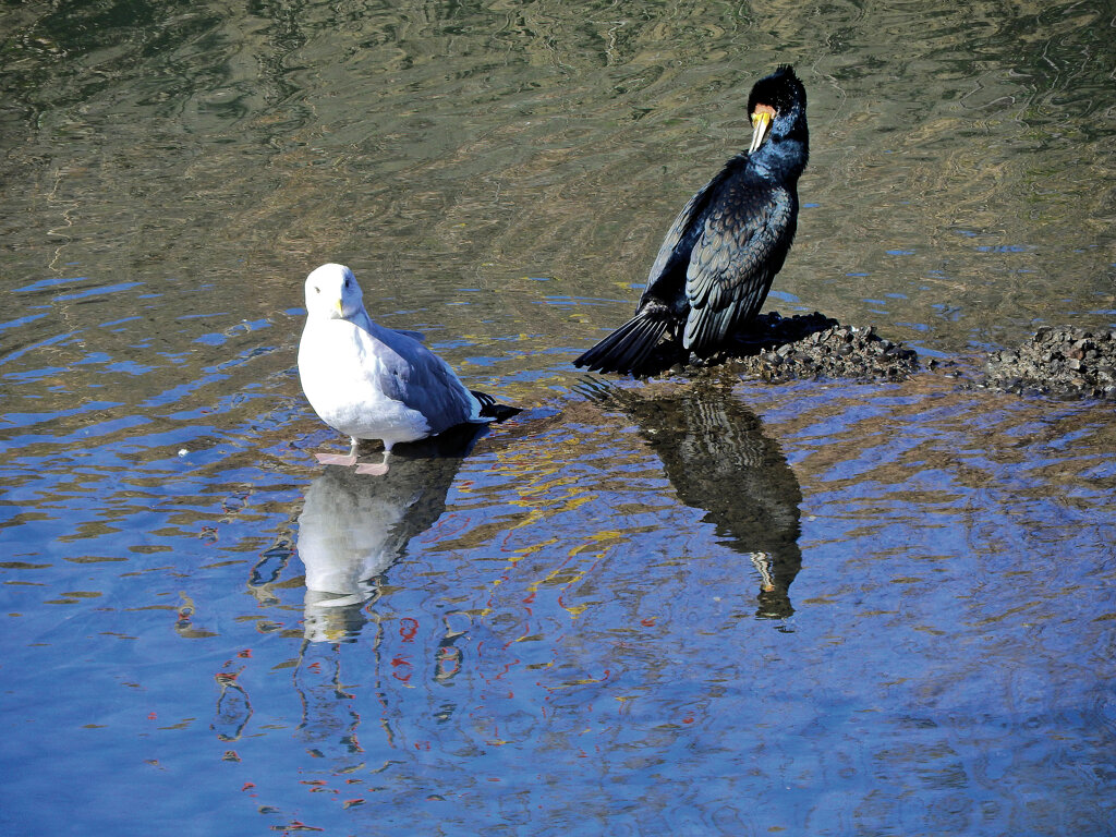 セグロカモメとカワウ　１