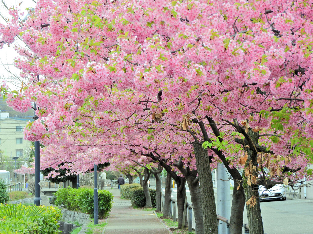 私の散歩道・せせらぎ遊歩道・河津桜　２