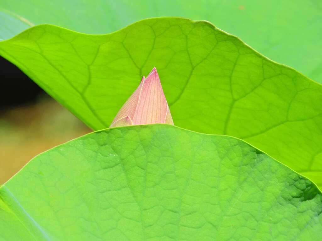 猛暑で蓮の花も葉の陰で・・・４