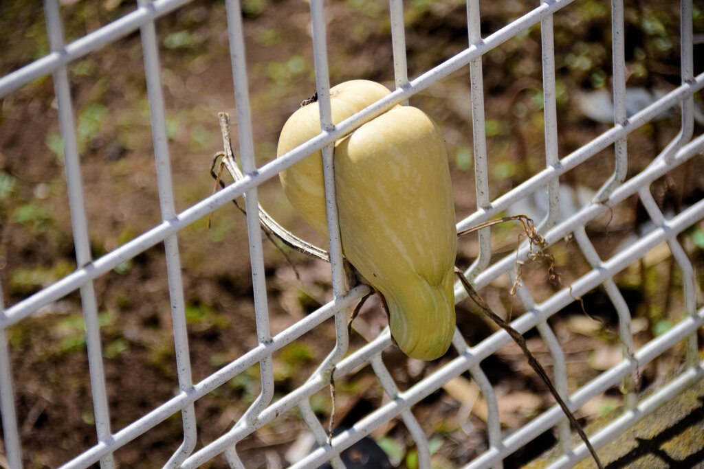 畑を逃げ出そうとしてタイ━━━━||Φ|(|´|Д|`|)|Φ||━━━━ホ３