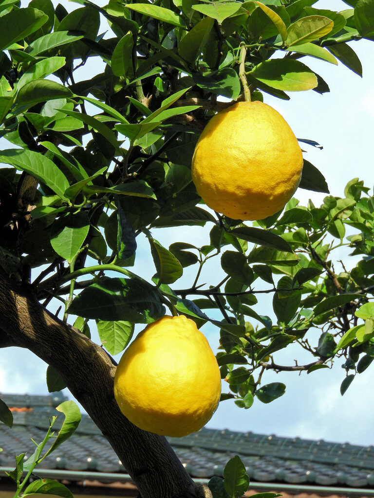 ジャンボレモン　３