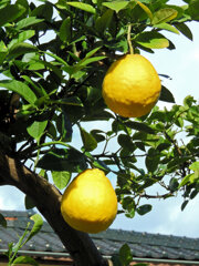 ジャンボレモン　３