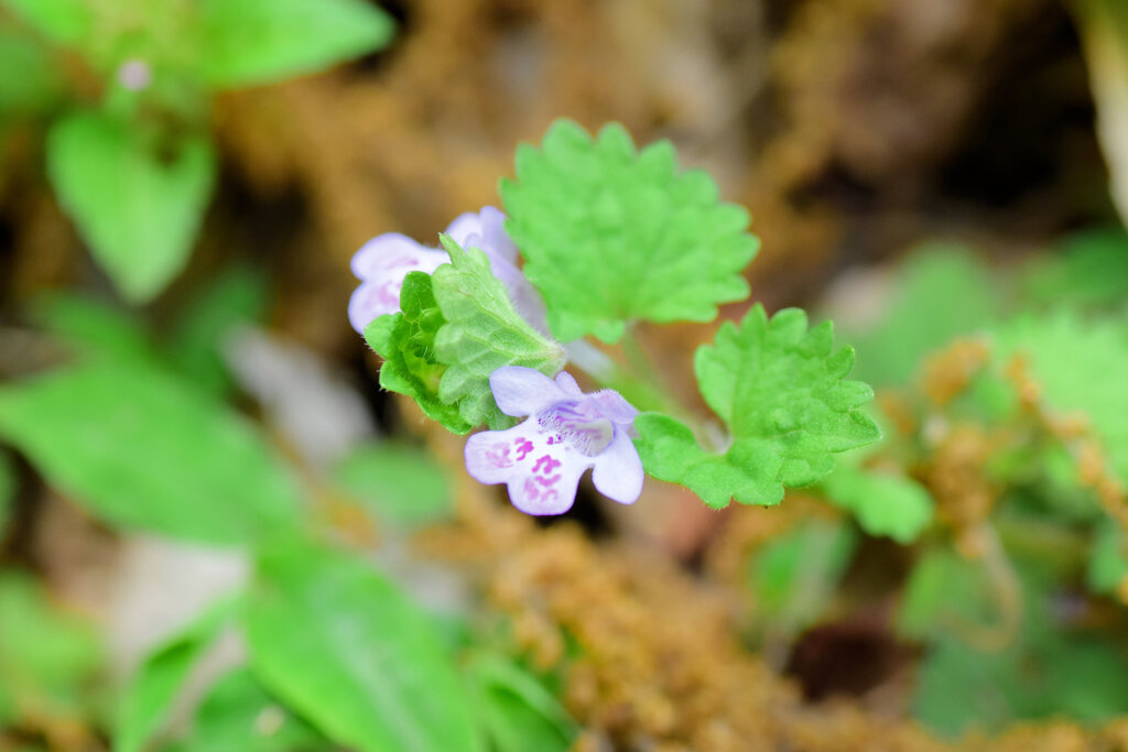 垣通 （かきどおし）　１