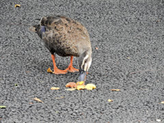 カルガモさん　花桃の実を食べる　３