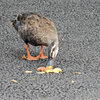 カルガモさん　花桃の実を食べる　３