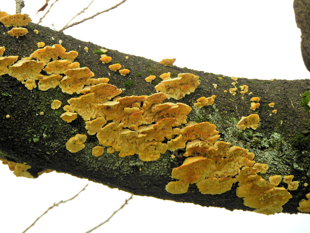 ソメイヨシノを蝕むキノコ　１