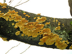 ソメイヨシノを蝕むキノコ　１