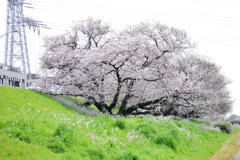 二子玉川の桜　３