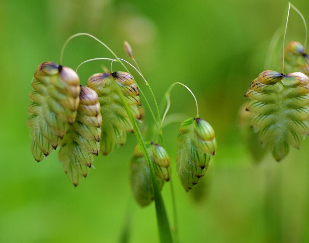 小判草 （こばんそう）９
