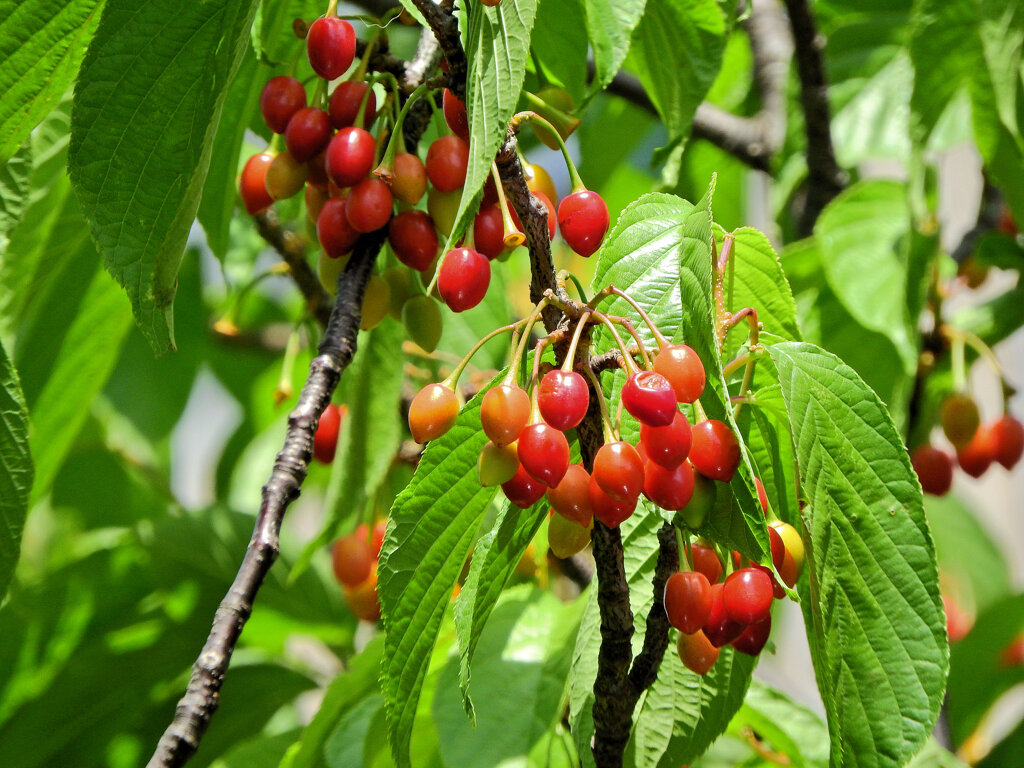 河津桜の実　８