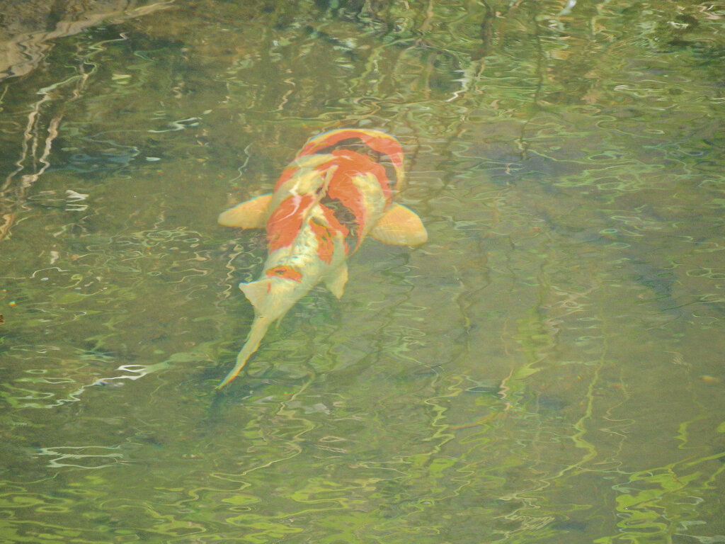 矢上川で錦鯉　２