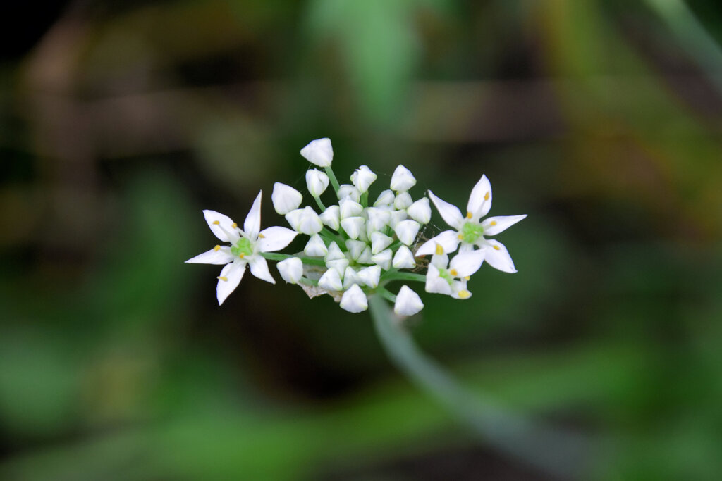 韮の花