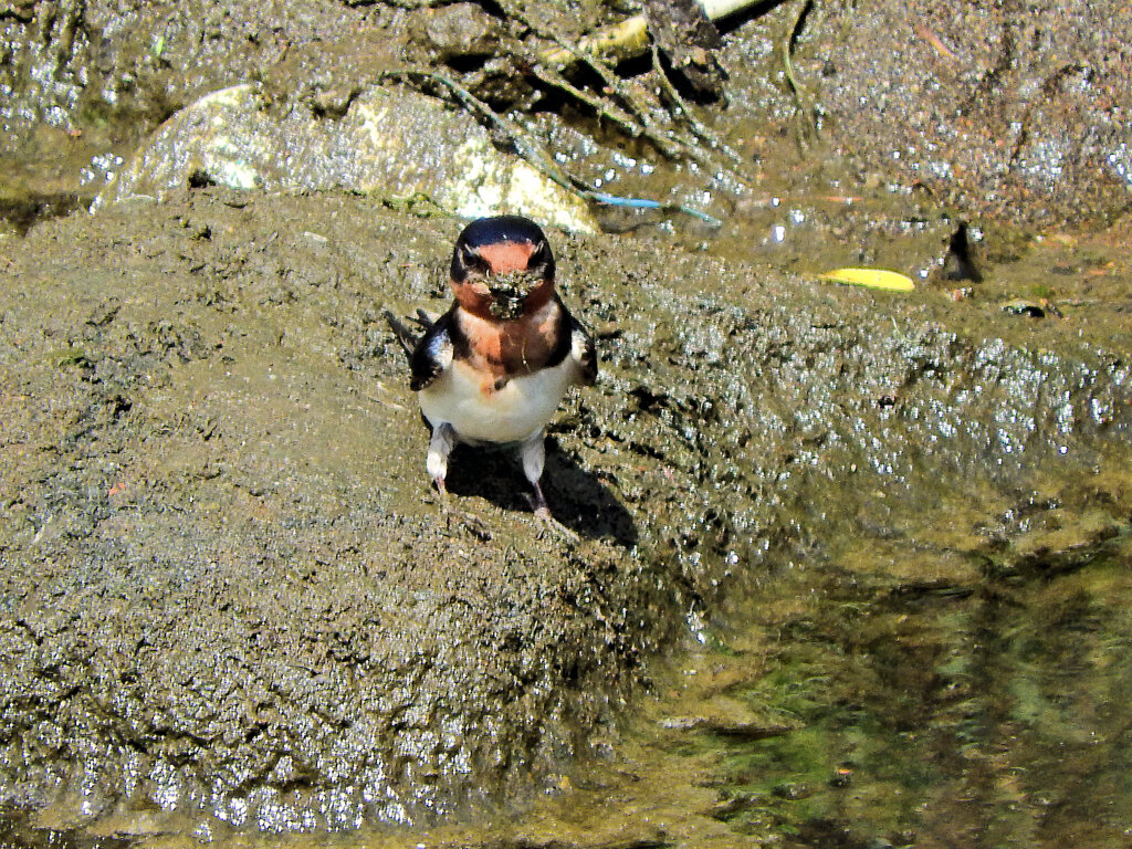 燕さんがお家の建築資材を調達中！　１０