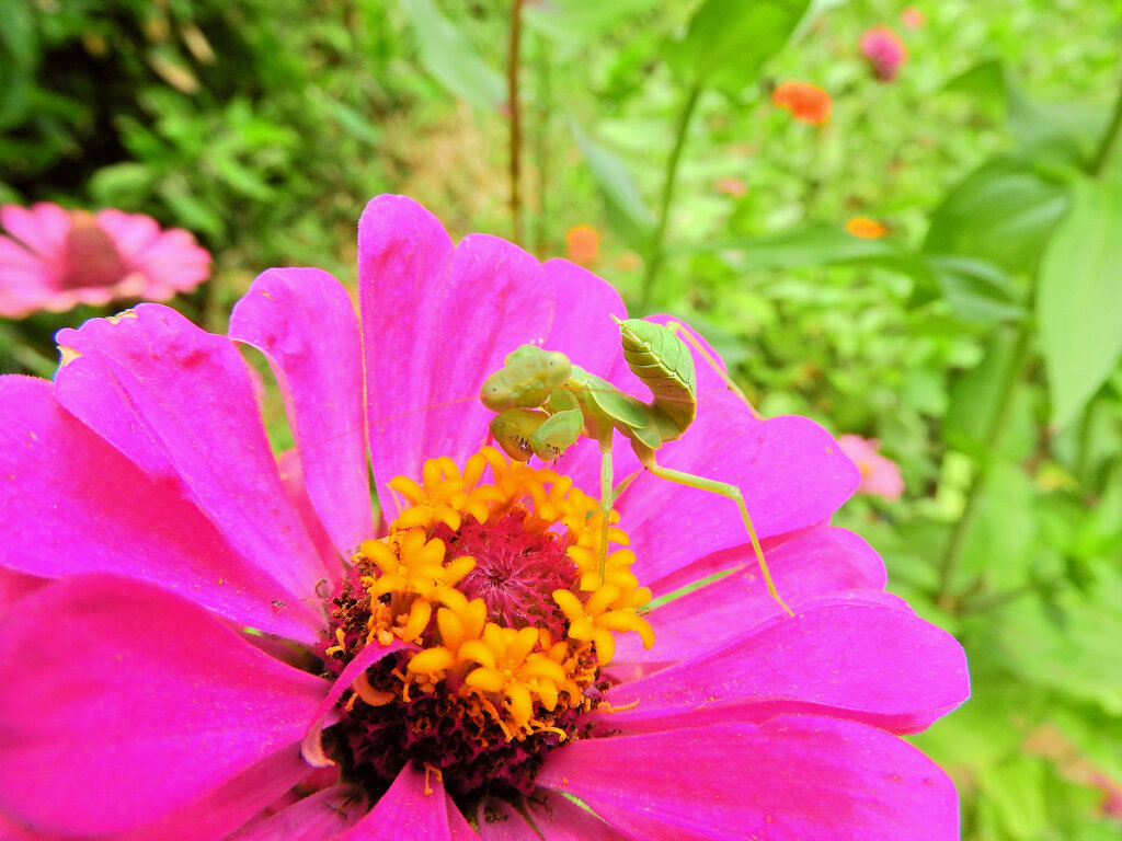 ジニアの花で獲物を待つ　蟷螂　４