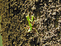 カマキリさん木を登る　３