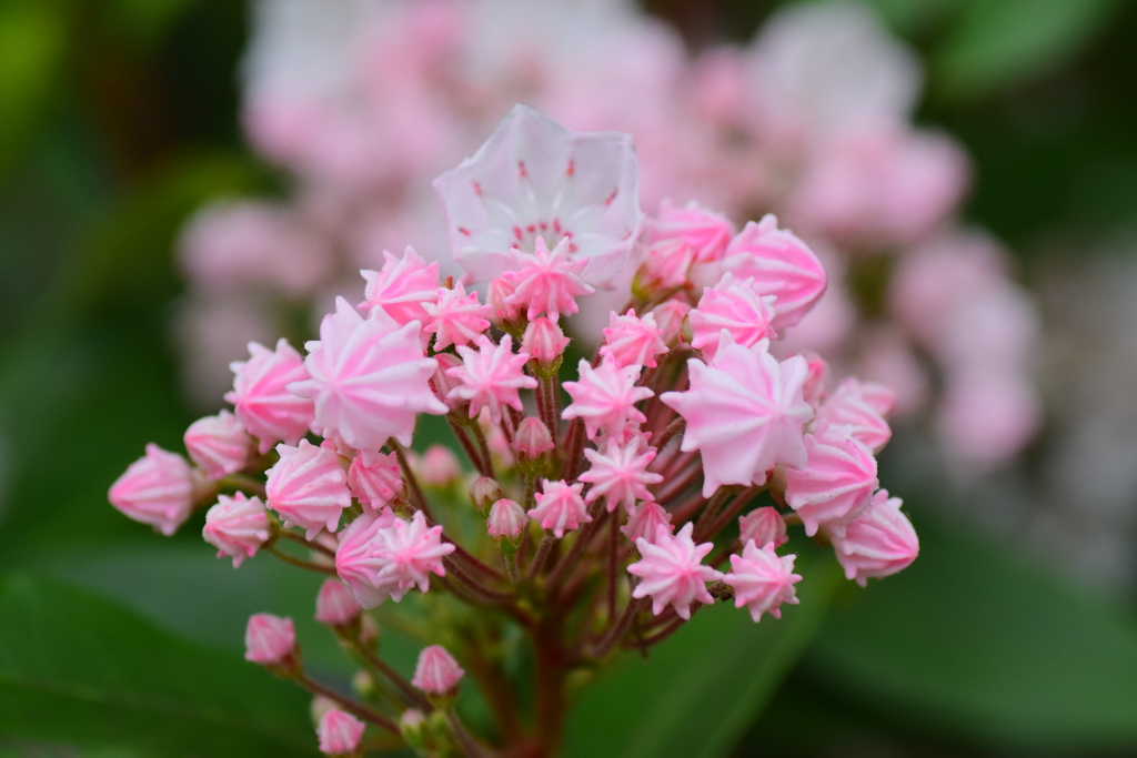 カルミア   アメリカ石楠花（しゃくなげ）　８
