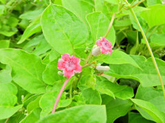 ヘクソカズラ（屁糞葛）の花　６