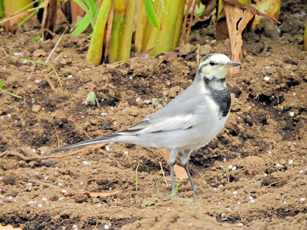 ハクセキレイの幼鳥　２