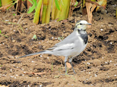 ハクセキレイの幼鳥　２