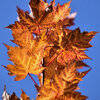 カエデの紅葉　３