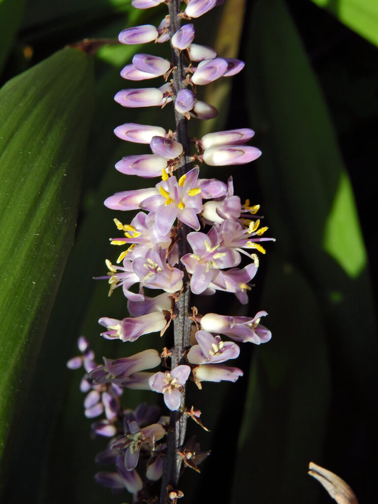 「コルディリネ・ストリクタ」 （青ドラセナ）３