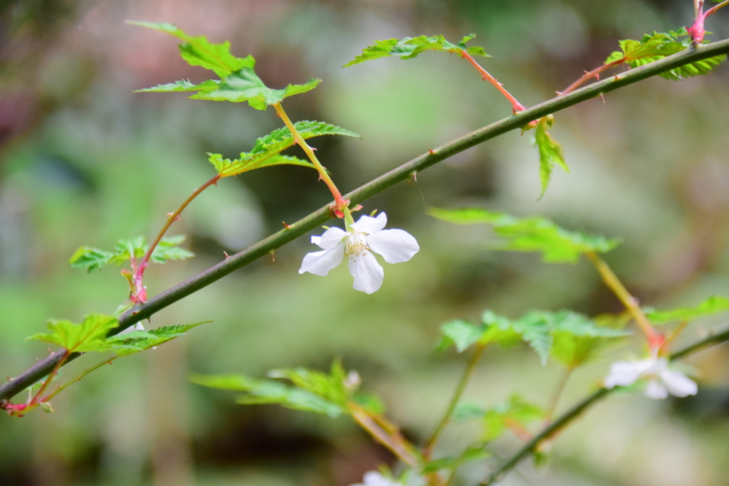 里山で　モミジイチゴの花　６