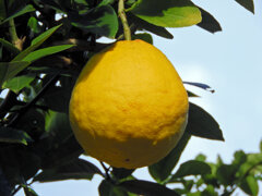 ２ジャンボレモン　２