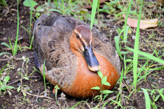 こんな色ですが・・カルガモさんですか？３