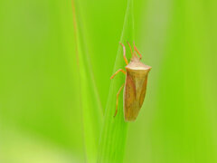 エビイロカメムシ （海老色亀虫・蝦色亀虫） 