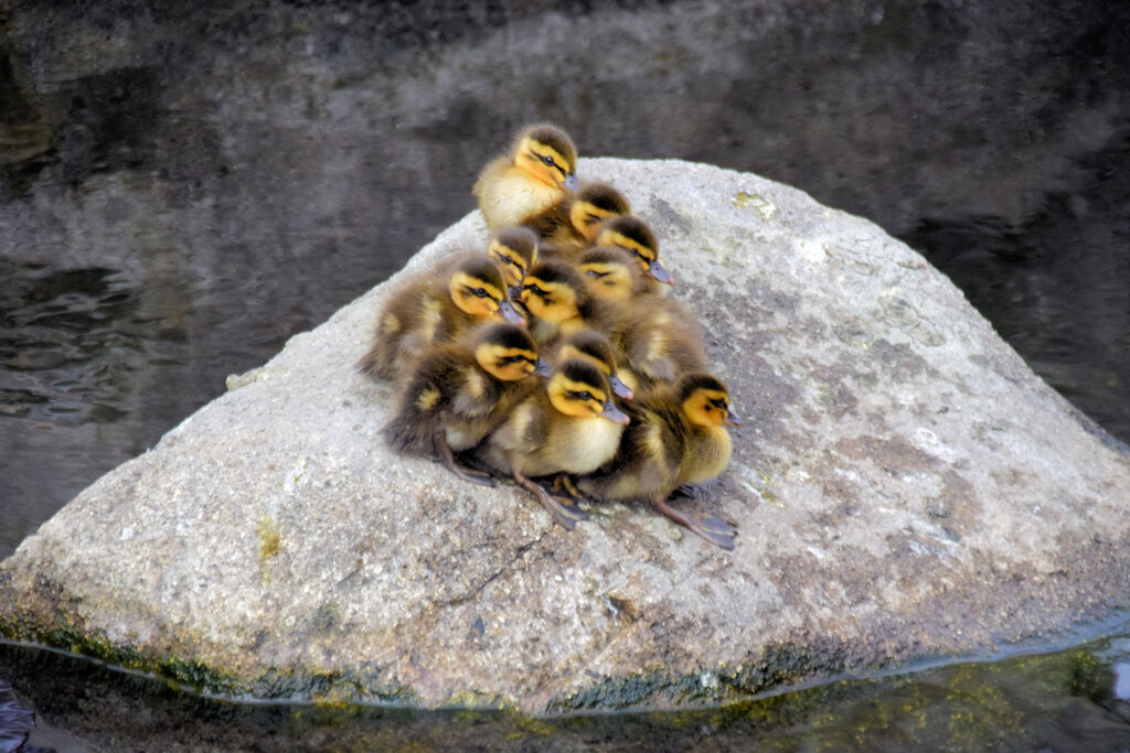 本日は気温が上がらず　雛だんご　１