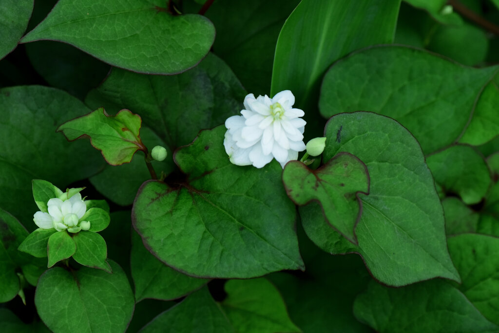 八重毒痛み（やえどくだみ）６