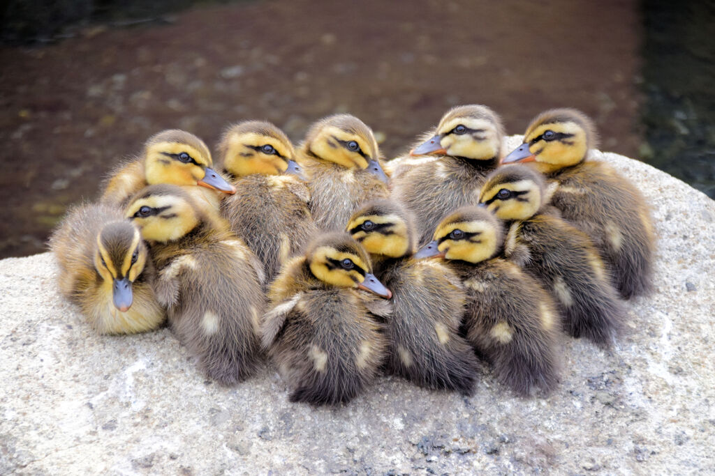 本日のカルガモの雛ちゃん　会議中