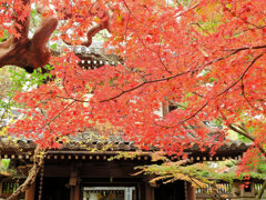 年末の大掃除　撮り溜め紅葉放出　４