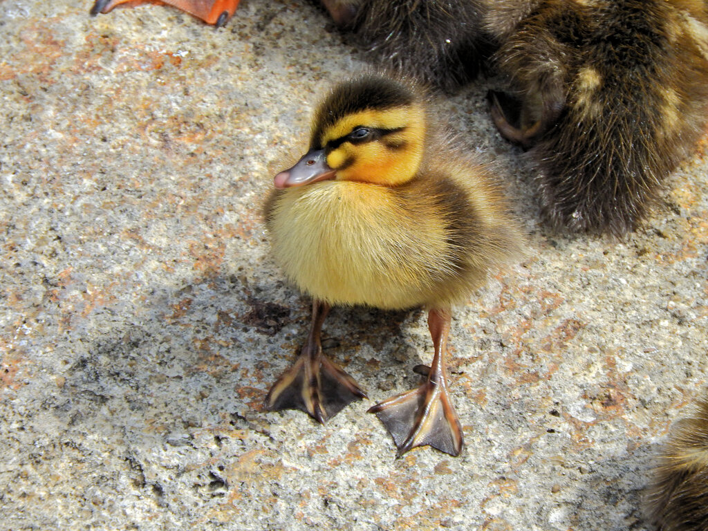 近所のせせらぎ遊歩道で今期初のカルガモの雛１０羽誕生　４
