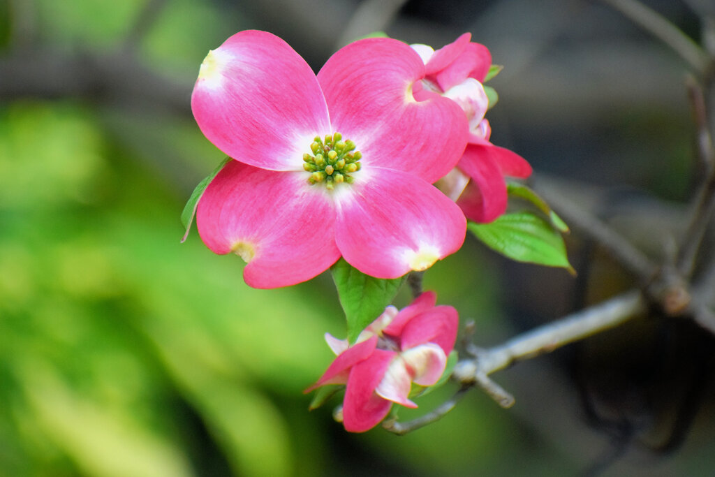 花水木　８