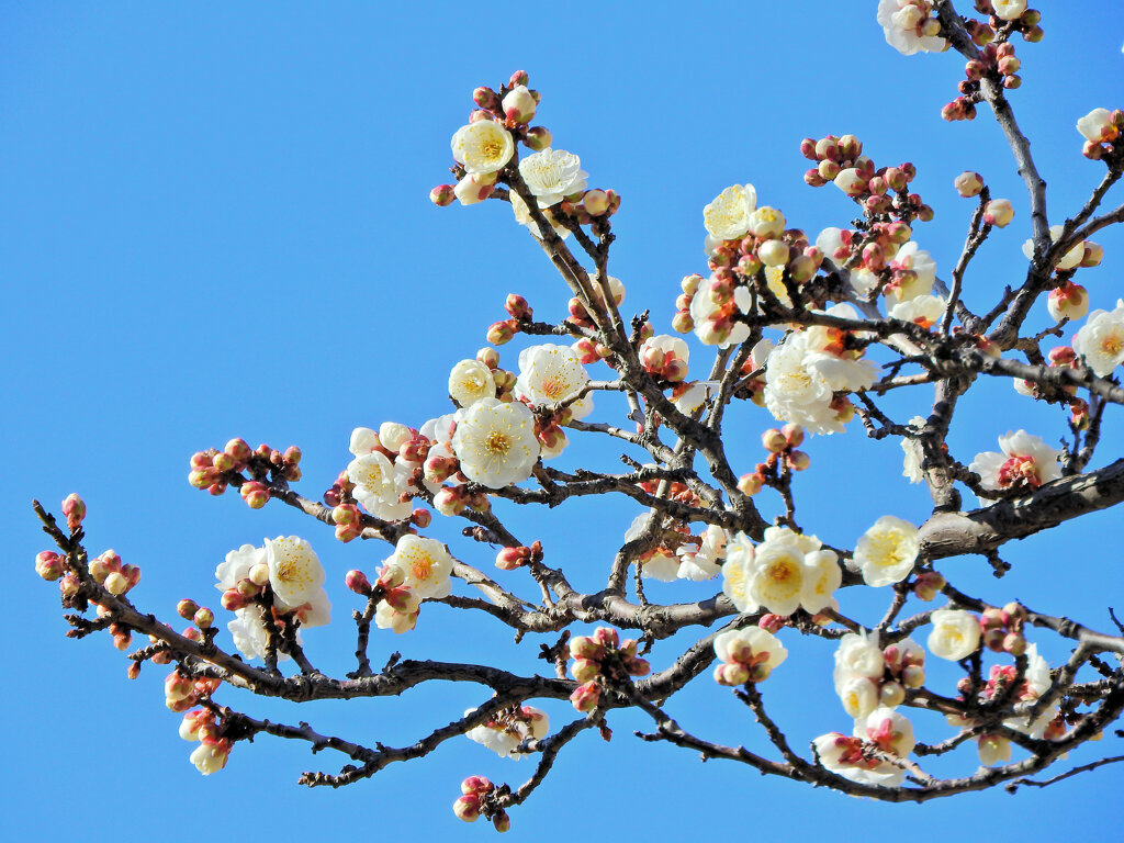 白梅が開花　２