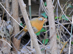 ガビチョウ　３
