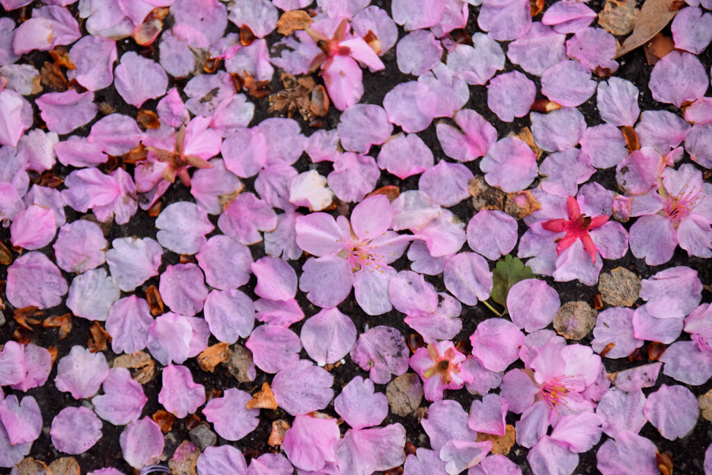 河津桜が散り始めましたよぉ・・・５