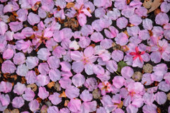 河津桜が散り始めましたよぉ・・・５