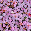 河津桜が散り始めましたよぉ・・・５