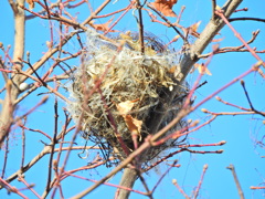 紅葉が落葉したら現れた鳥の巣　４