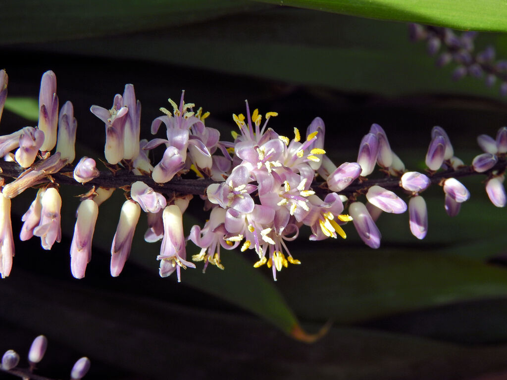 「コルディリネ・ストリクタ」 （青ドラセナ）１