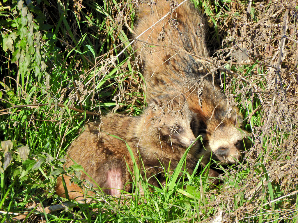 野生の狸さんです　５