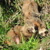 野生の狸さんです　５