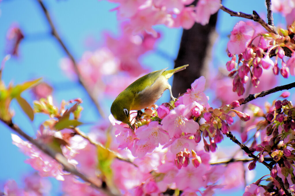 河津サクジロウ　⑩