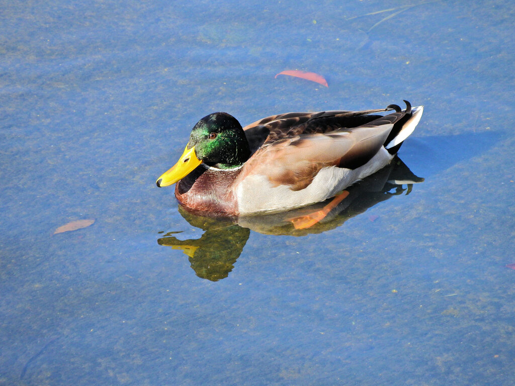 矢上川でマガモ　２