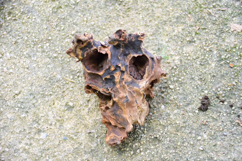 里山で　怪しい物体