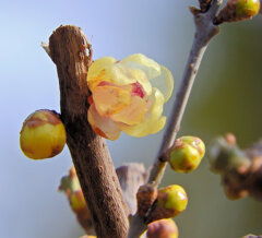 里山で蝋梅が開花　５